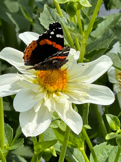 Dahlia Alpen Cherub