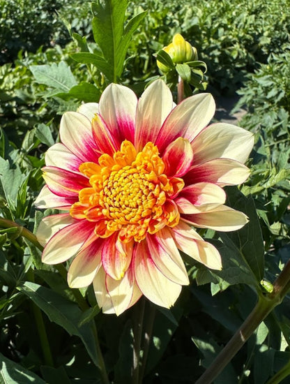 Dahlia Polka