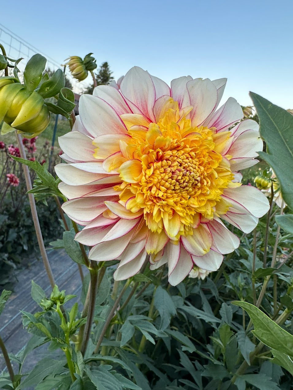 Dahlia Polka