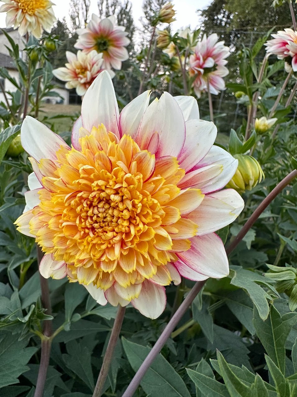 Dahlia Polka