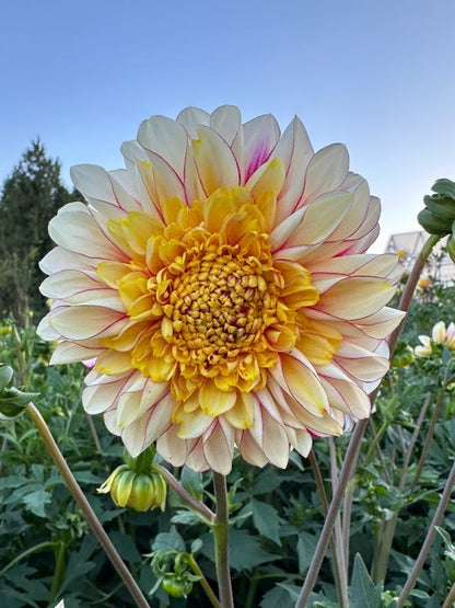 Dahlia Polka