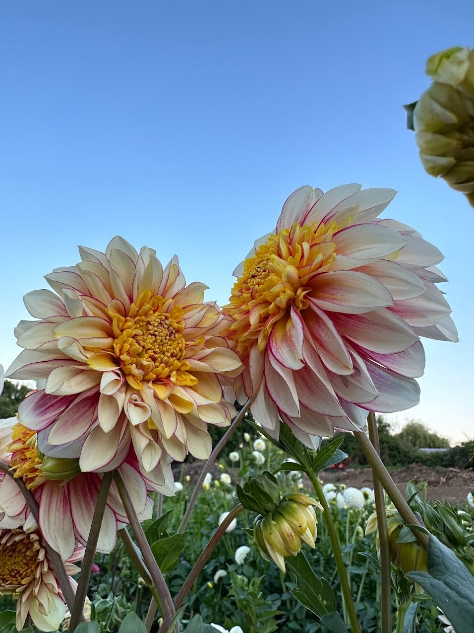 Dahlia Polka