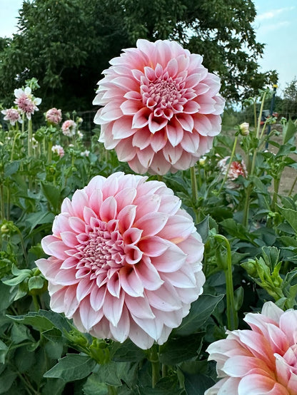 Dahlia Peaches n' Cream