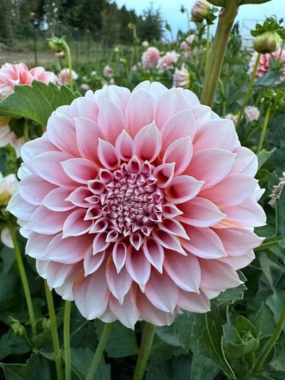 Dahlia Peaches n' Cream