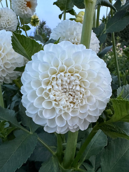 Dahlia L'acresse