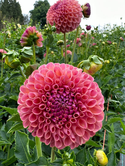 Dahlia Jowey Winnie