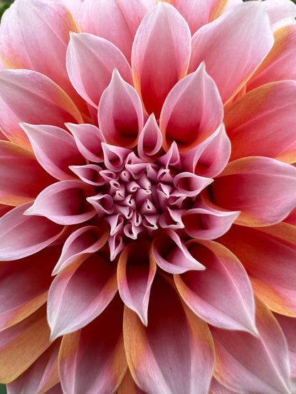 Dahlia Peaches n' Cream