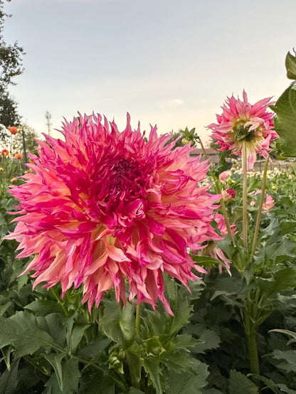 Dahlia Myrtle's Folly