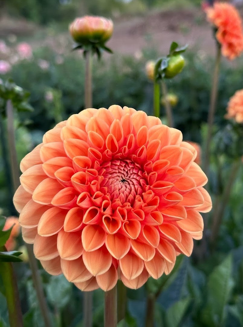 Dahlia Sylvia