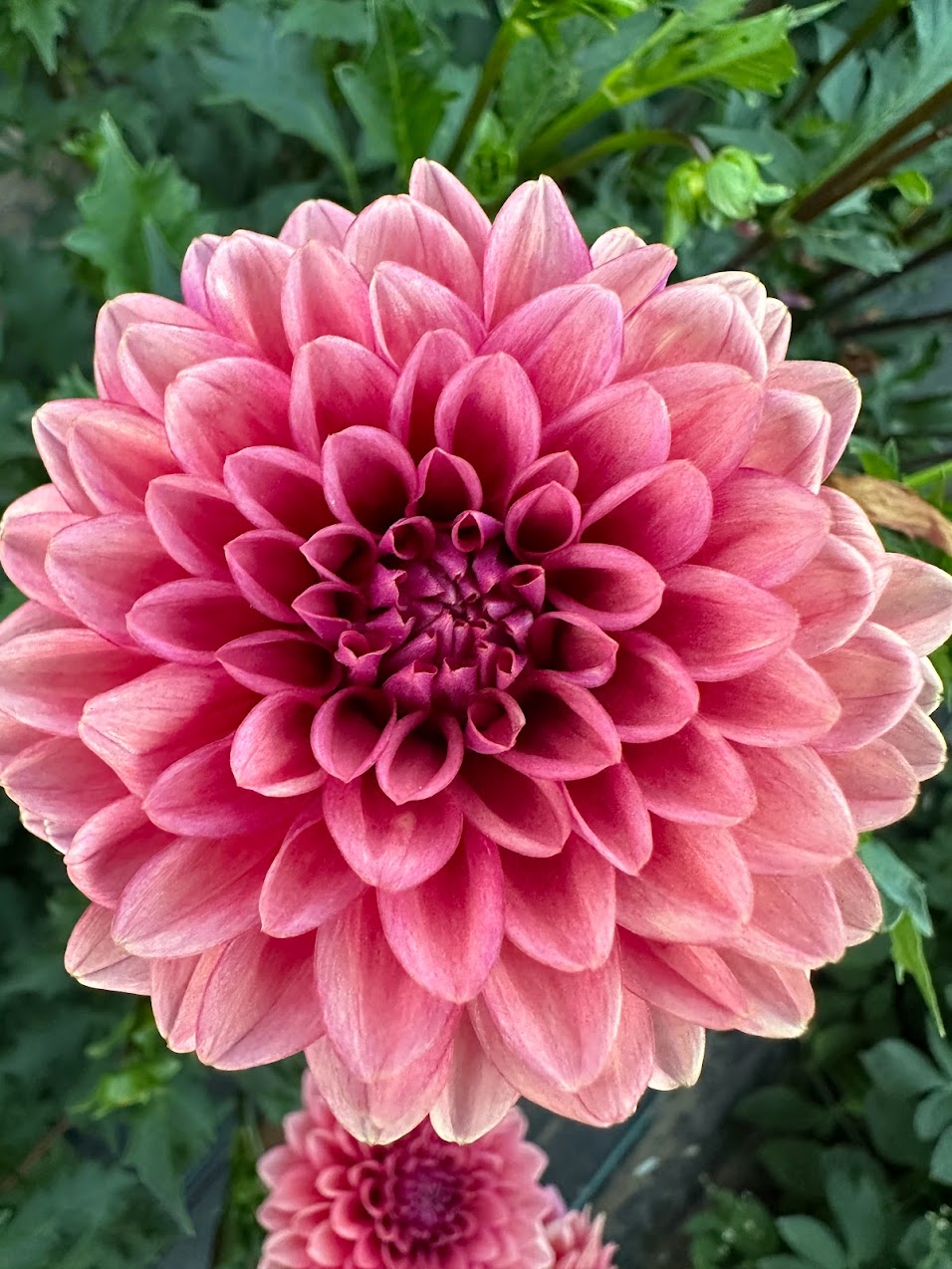 Dahlia Mystique