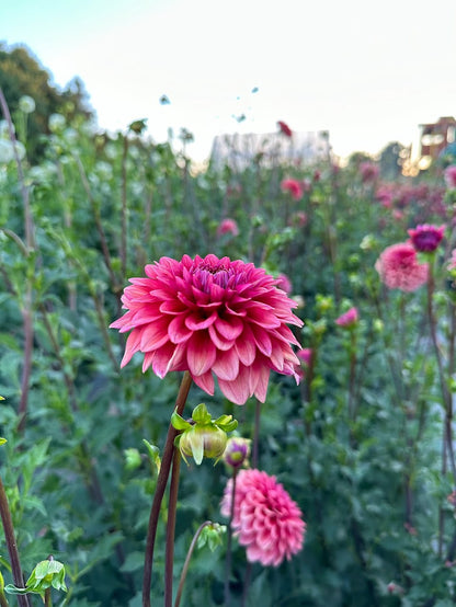 Dahlia Mystique