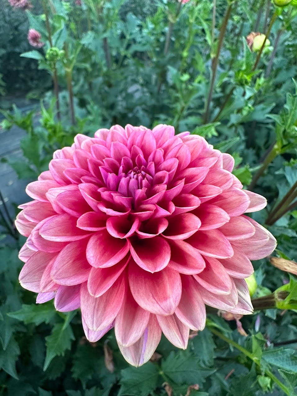 Dahlia Mystique