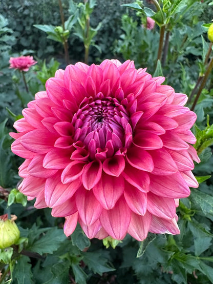 Dahlia Mystique