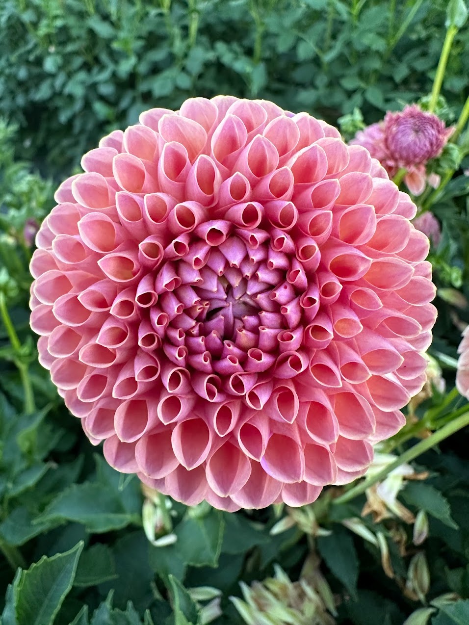 Dahlia Jowey Winnie