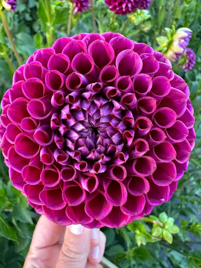 Dahlia Invanetti