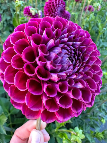 Dahlia Invanetti