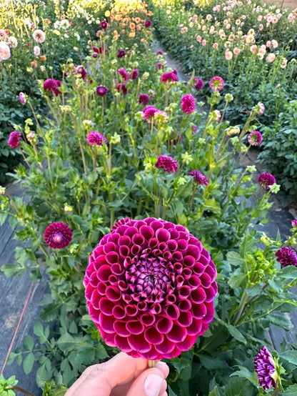 Dahlia Invanetti