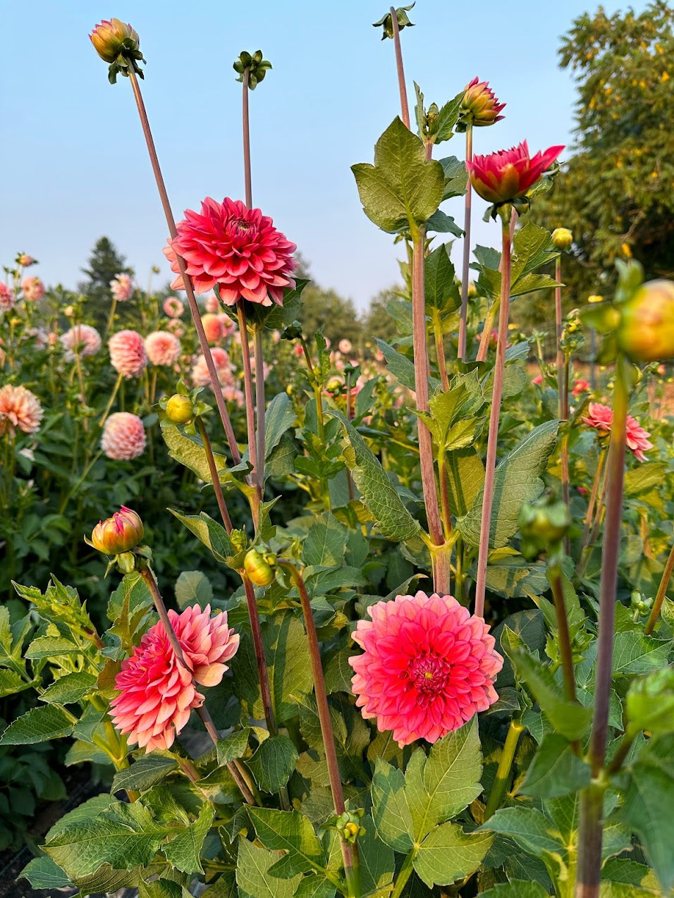 Dahlia Salmon Runner