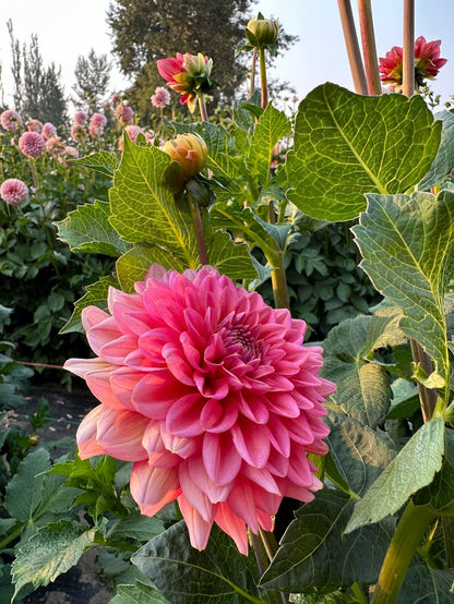 Dahlia Salmon Runner