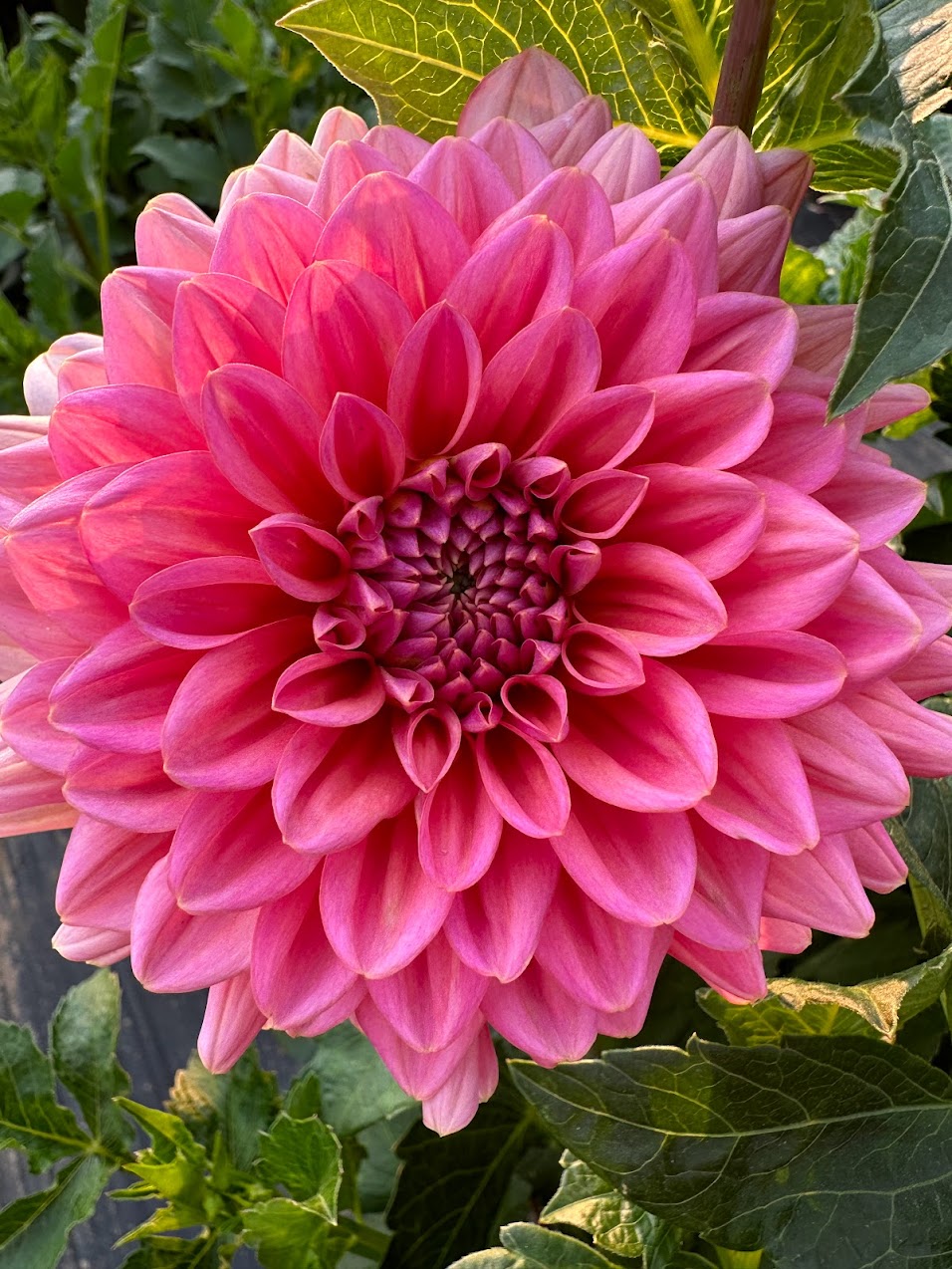 Dahlia Salmon Runner