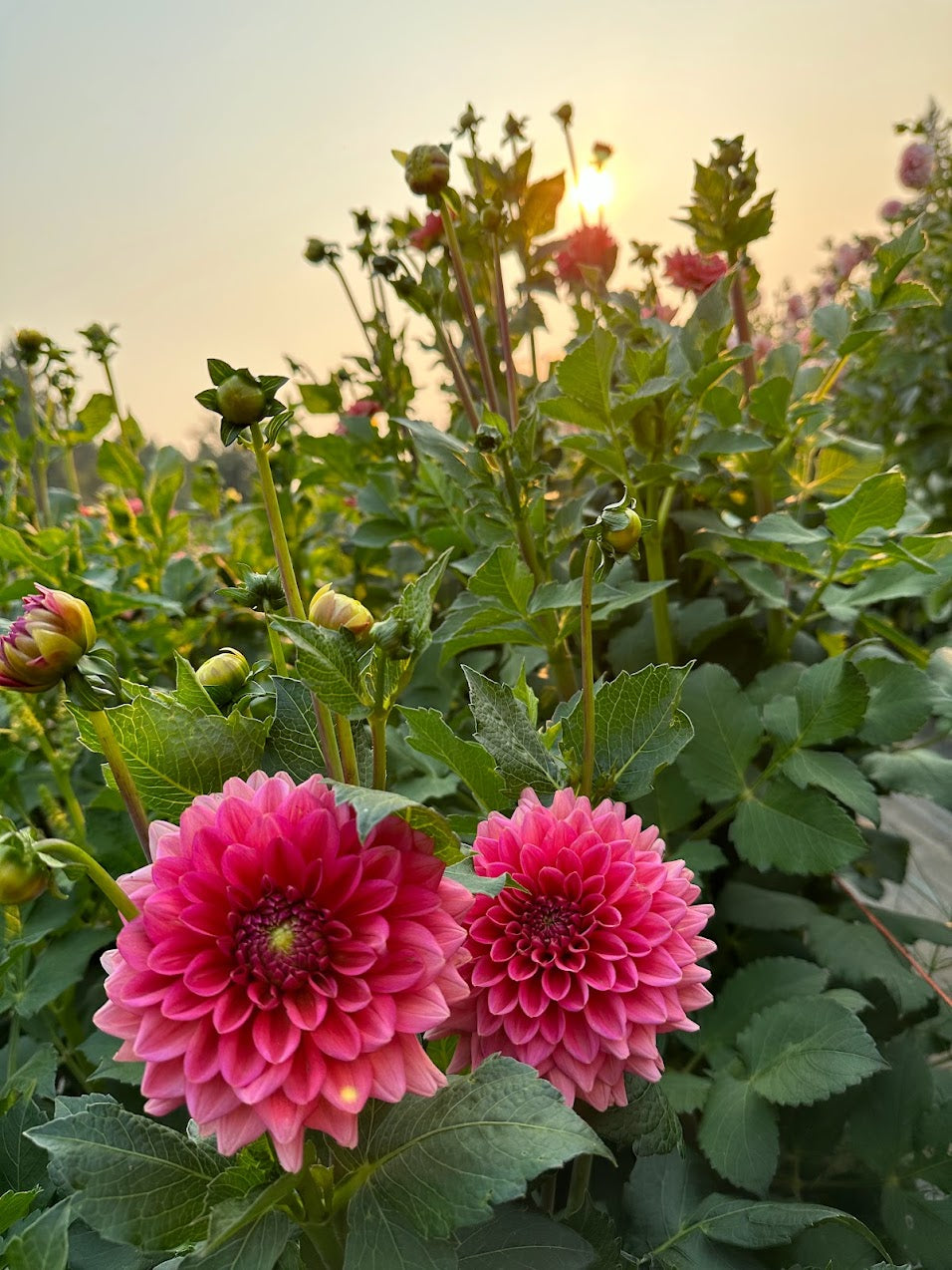 Dahlia Salmon Runner