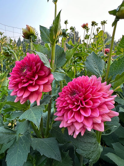 Dahlia Salmon Runner