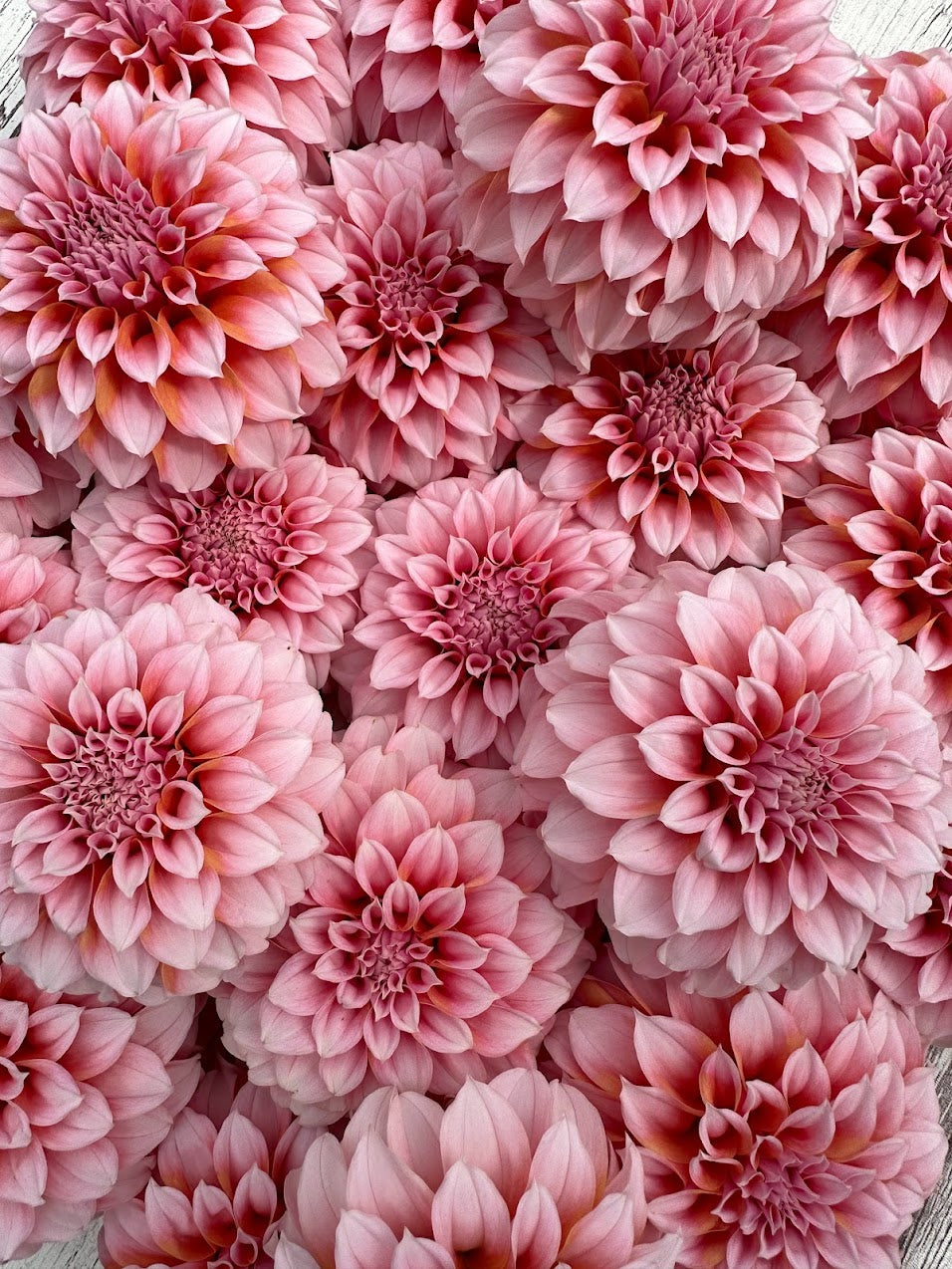 Dahlia Peaches n' Cream