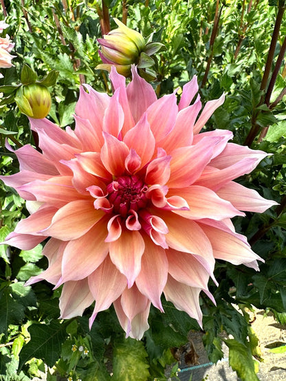 Dahlia Labyrinth