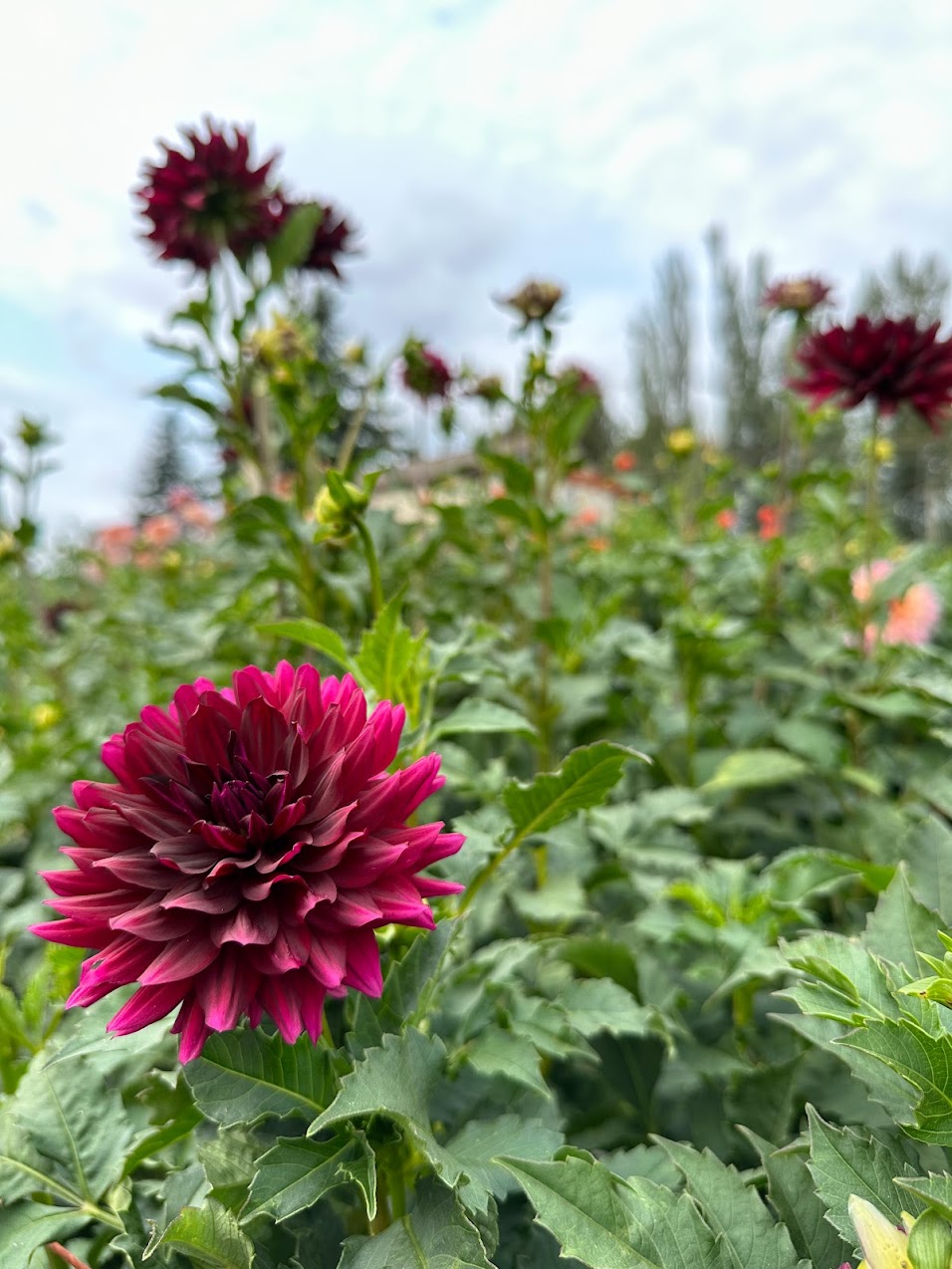 Dahlia Hollyhill Black Beauty