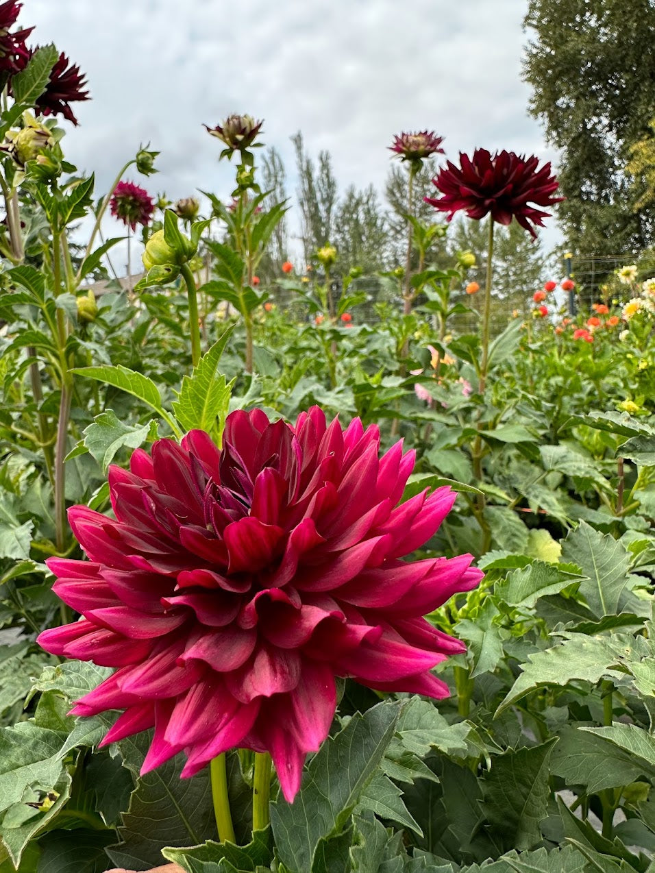 Dahlia Hollyhill Black Beauty