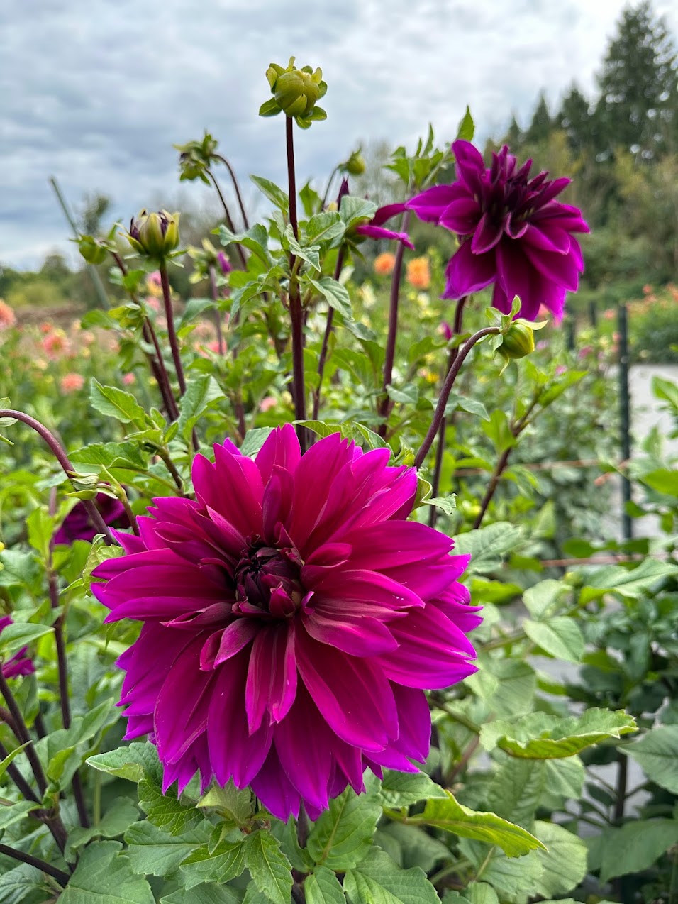 Dahlia Thomas Edison