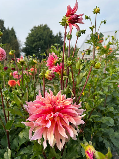 Dahlia Labyrinth