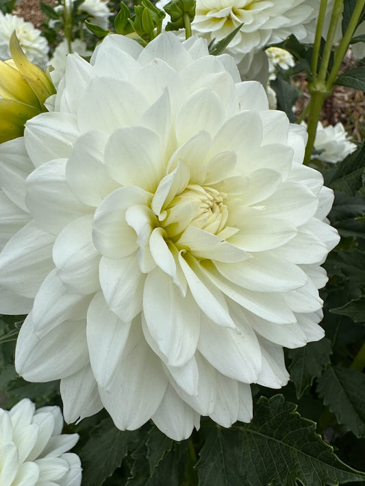 Dahlia Bride to be