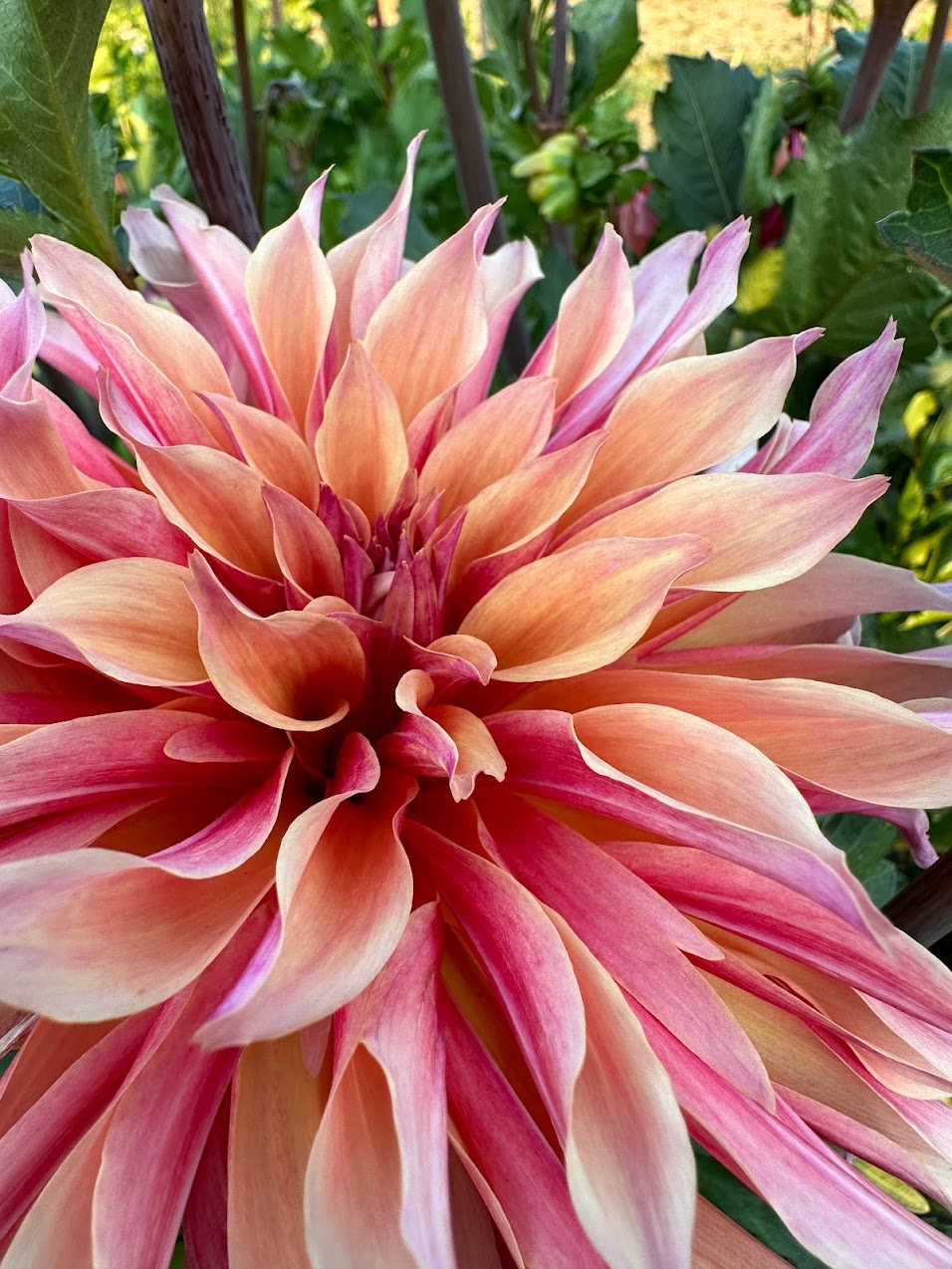 Dahlia Labyrinth