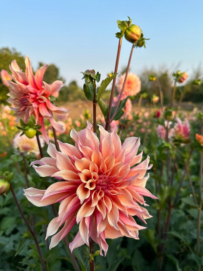 Dahlia Labyrinth