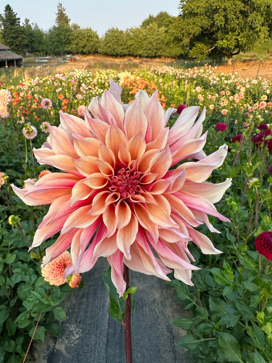 Dahlia Labyrinth