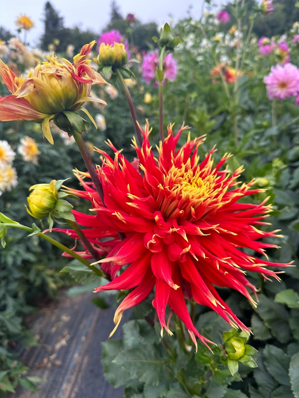 Dahlia Show n Tell