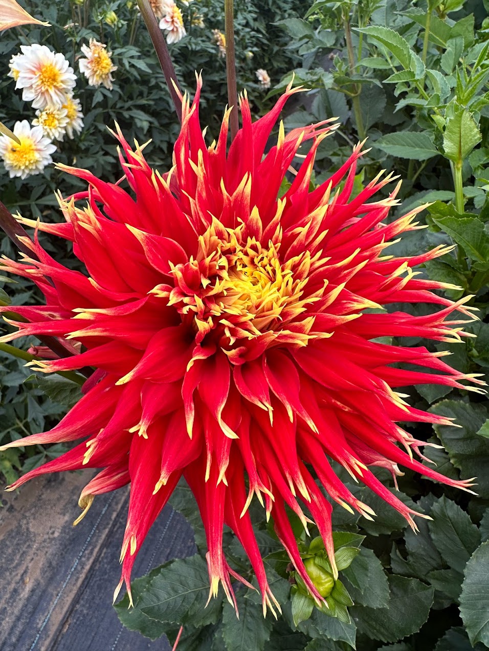 Dahlia Show n Tell