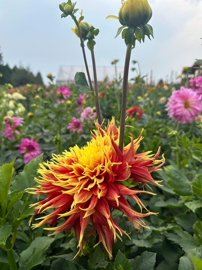 Dahlia Show n Tell