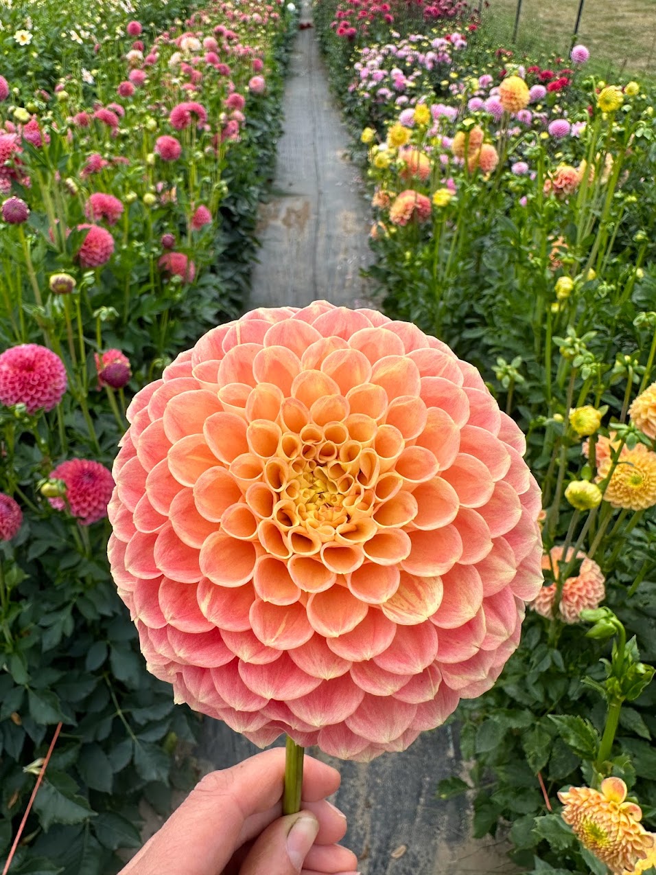 Dahlia Snoho Doris