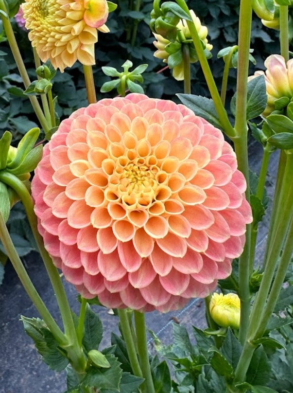 Dahlia Snoho Doris