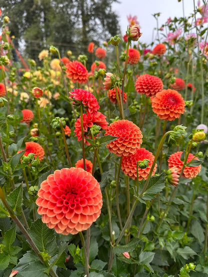 Dahlia Valley Rust Bucket