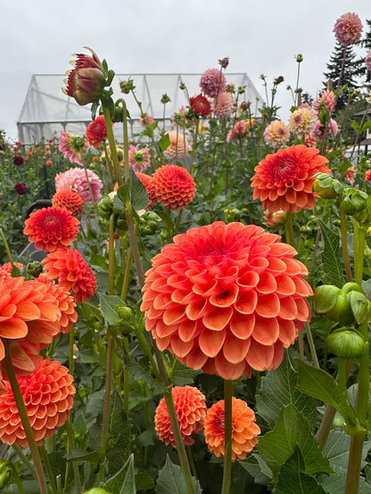 Dahlia Valley Rust Bucket