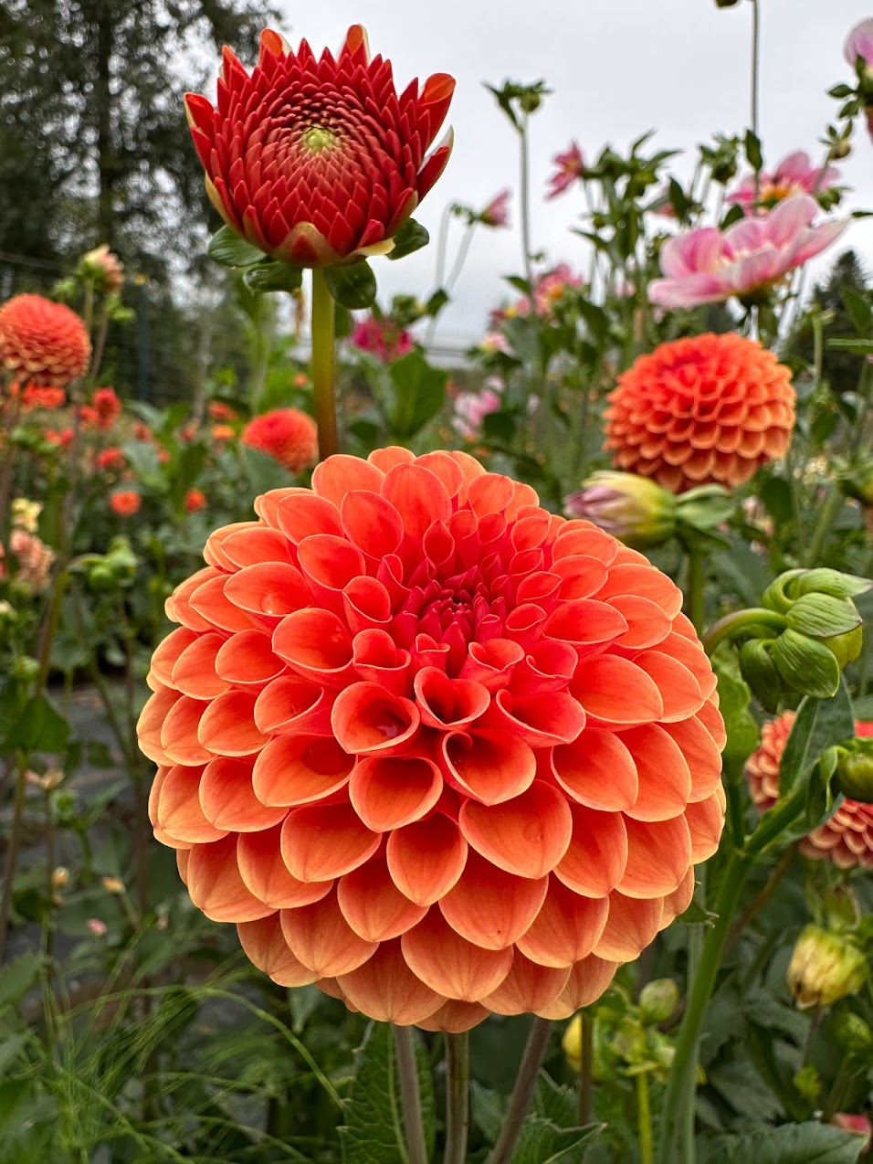 Dahlia Valley Rust Bucket