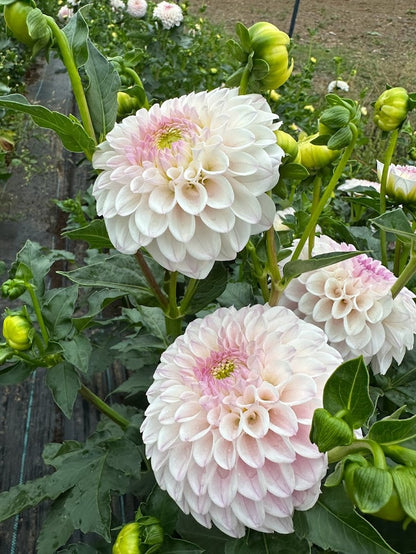 Dahlia Pink Pearl