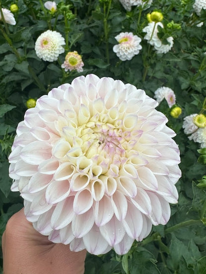 Dahlia Pink Pearl