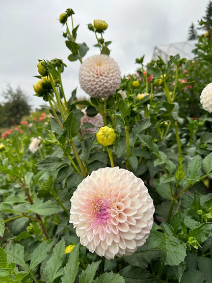 Dahlia Pink Pearl