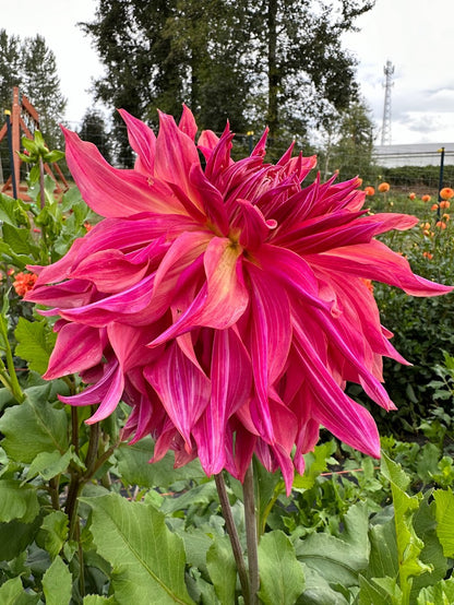 Dahlia Penhill Dark Monarch