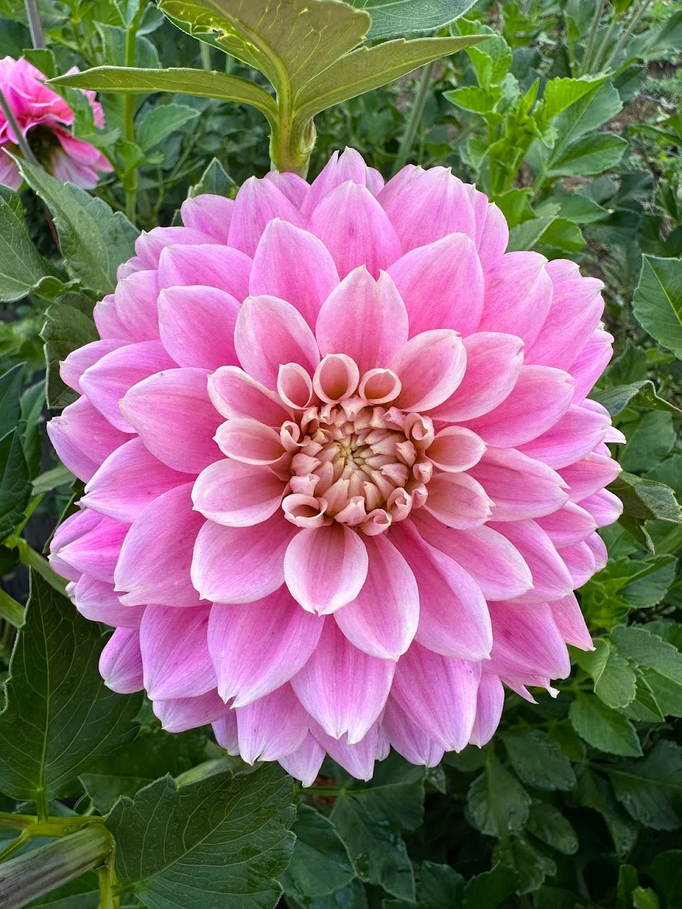 Dahlia Miss Sarah