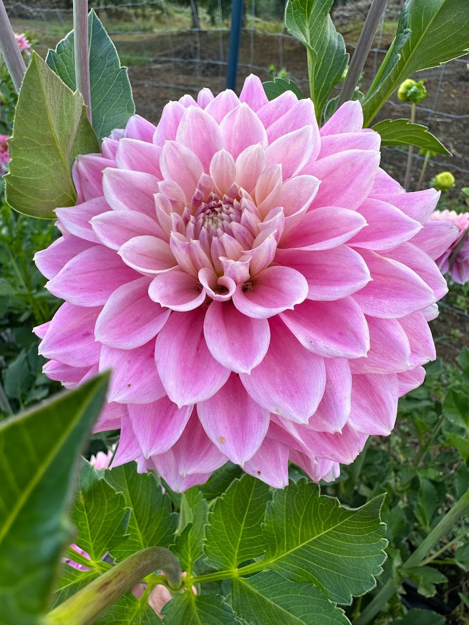 Dahlia Miss Sarah